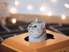 -麦当劳(海岸城店)