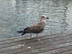 -哥伦布纪念碑