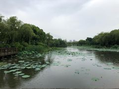 -新江湾城公园