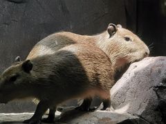 -宁波野生动物园