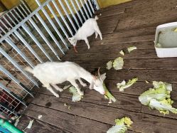 -小蜜蜂农场(凯德七宝购物广场店)