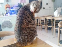 -平行世界·猫咖(首经贸店)