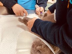 -纳吉亚猫专科动物医院博雅分院