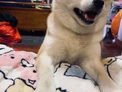 -白记饺子馆多伦道店