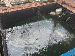 -蓝湾碧波·老字号·疍家非遗海上餐厅