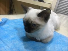 -芭比堂宠物医院·全科爱猫医院·仁德分院
