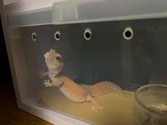 -酷以爬仙阁实体爬宠店·守宫·蜥蜴·专业繁育