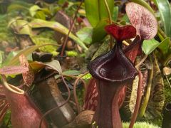 -国家植物园南园