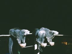 -清迈夜间动物园