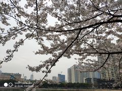 -西北湖绿化广场