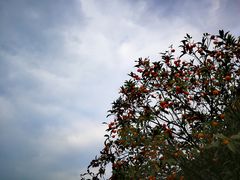 -秀丽东方