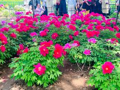 -洛阳市隋唐城遗址植物园