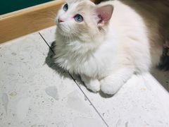 -飞行喵MR PILOT|猫舍·猫咖(静安大融城店)