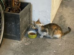 -猫里有甜