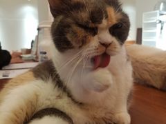 -有猫主题·治愈系猫咖(曾厝垵店)