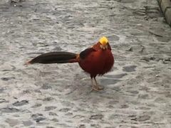 -燕塞湖鸟语林景区