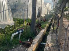 -美家乐农庄·露营·团建(大治路店)