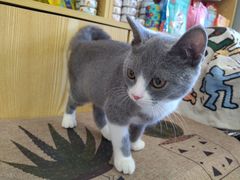 -中农大我爱我爱动物医院·核磁CT·猫病·24小时夜诊中心(石佛营店)