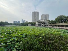 -荔湾湖公园