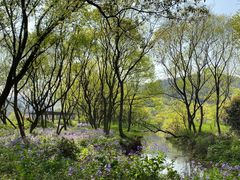 -西湖风景区-江洋畈生态公园