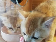 -猫十亿·布偶金渐层·曼基康矮脚猫舍(青年路店)