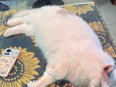 -平行世界·猫咖(首经贸店)