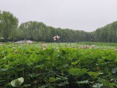 -东升八家郊野公园