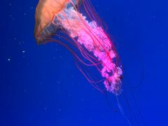 -海合安成都极地海洋公园