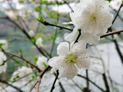 -重庆彩云湖湿地公园