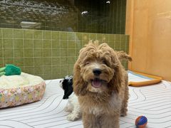 -帕帕拉兹宠物(亚洲旗舰店)