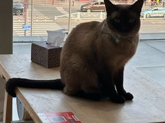 -藏猫猫咖啡主题馆(中央大道店)