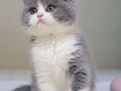 -lincat·猫舍(广州店)