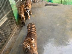 -栾川竹海野生动物园