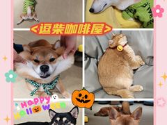 -逗柴咖啡屋·狗咖猫咖宠物桌游