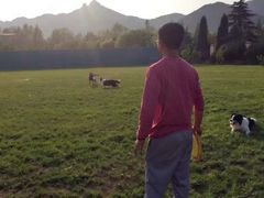 -趣玩宠物乐园寄养训犬训狗游泳池