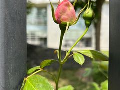 -上海市平和双语学校