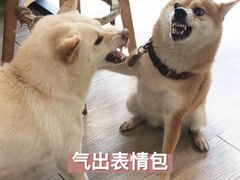 -柴犬高等学院·狗咖·柴犬售卖·宠物训练