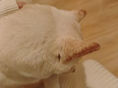 -柴の食堂·日式家庭料理·熊之肆(大学路店)