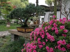 -上海醉白池公园