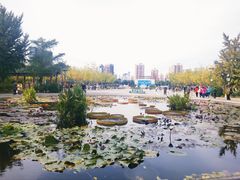 -莲花池公园