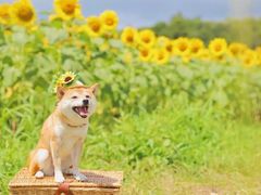 -优衣库(苏州天虹CCMall石路店)