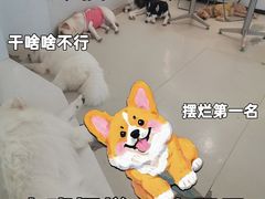 -共舞时光猫咖·狗咖(新街口店)
