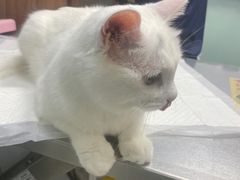 -纳吉亚猫专科动物医院博雅分院
