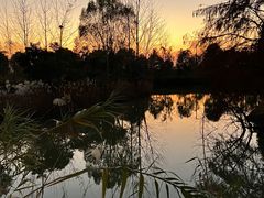 -池杉湖湿地公园