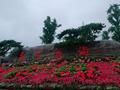 -荷兰花海