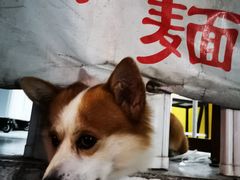 栗子-小梁哥云吞面(黄贝岭店)