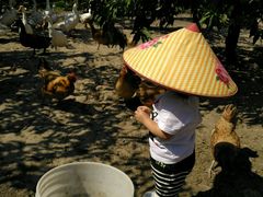 -樂桃源奉贤黄桃种植采摘基地