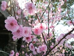 -樱桃山旅游景区