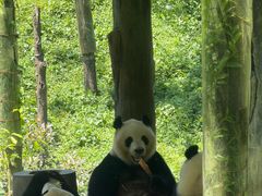 -中国大熊猫保护研究中心雅安碧峰峡基地