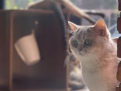 -豆逗聊愈猫阁Easy Life
